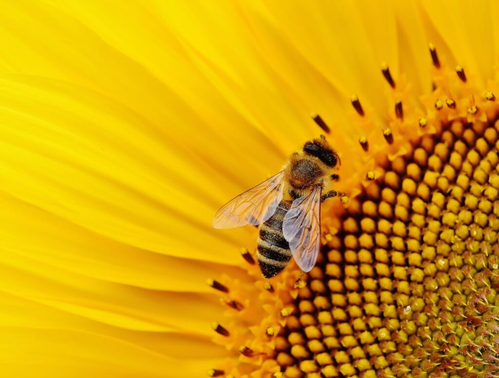 A bee on a sunflower