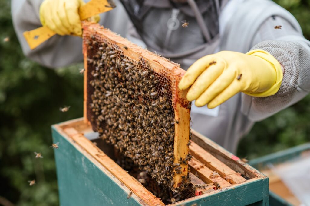 Rooftop beekeeping in the city