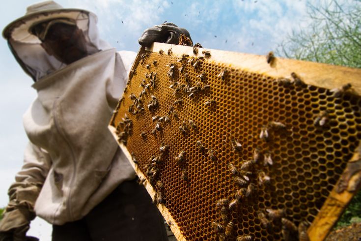 Bees on a honeycomb frame at the Black Queen farm