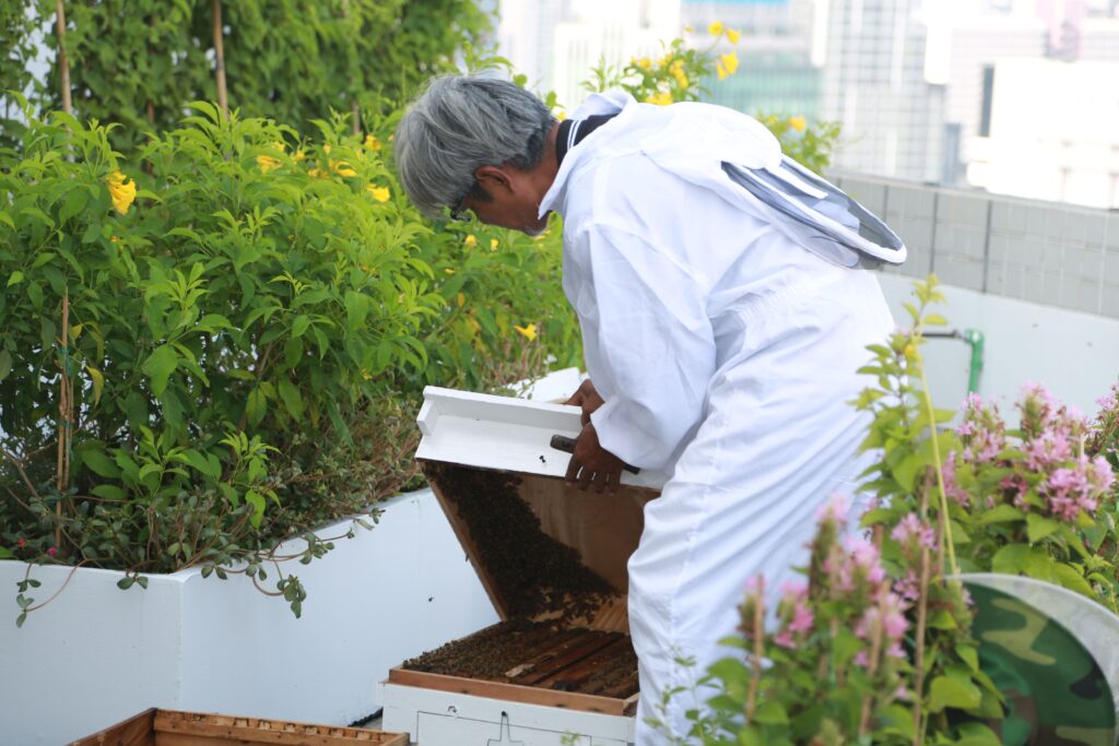 Beekeeper inspecting a rooftop hive
